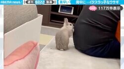 かわいすぎる…！ご主人に愛らしい“イタズラ”を繰り返すウサギ！素早い行動に「見事なヒットアンドアウェイ！」「避け方が上手い」と反響