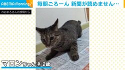 猫が新聞紙の上で見事な回転技！ 毎朝の日課に飼い主「新聞が読めません」
