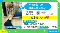 飼い主の靴下を必死に脱がそうとするイヌが話題 投稿者「外出するのがわかっているのかも」