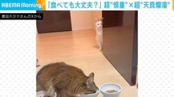 「あいつ、毒モリモリ食ってるやん…」一心不乱に食べる猫を、物陰から見つめる猫に「ホラーで笑った」「家政婦は見た！みたいなアングル」などの反響続々