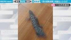 1匹100万円以上するトカゲが衝撃的な動き！半端ない足の回転速度に大反響「どうなってるの？ww」「外国のおもちゃみたい！」