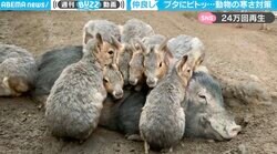 ぶたんぽ？ブタで暖をとる“動物の貴重映像”が話題 ピッタリ離れない姿に「これになりたい」 「ヌクヌクなんや」悶絶の声