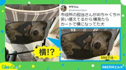 「ワンちゃんがプリントされてる！」独特すぎるペットカートの乗り方に「ギチギチで草w」「これはもう確信犯でしょ」と話題