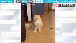 「100万回見ても飽きない」座ってる猫に対して、もう一匹の猫が“ズザザーッ”とスライディング突撃する様子に「子供の時に廊下や体育館でやるヤツw」と反響