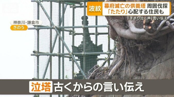 幕府滅亡の供養塔周囲の木を鎌倉市が伐採　住民「うっそうと茂ってたのに…」 1枚目