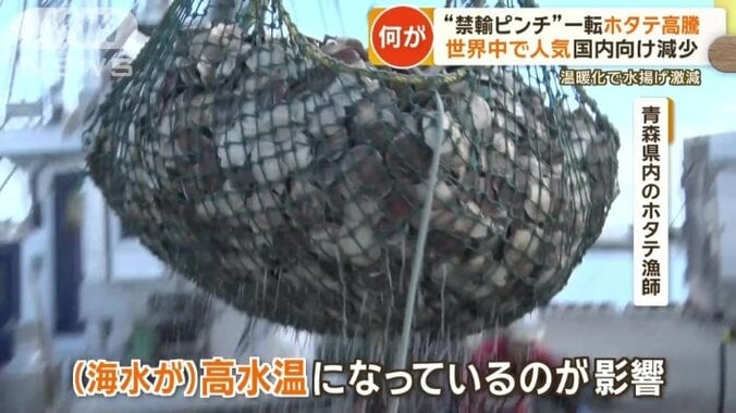 海水温上昇で養殖に悪影響か