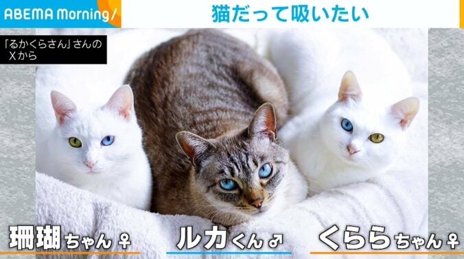 猫のルカくんと白猫のくららちゃんと白猫の珊瑚ちゃん
