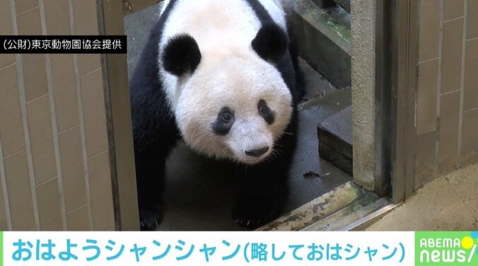上野動物園、“パンダの日”にオンラインイベント開始！ 毎朝シャンシャンが見られる「#おはようシャンシャン」配信も 1枚目