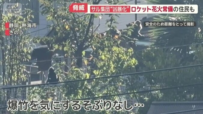 爆竹が鳴っても…