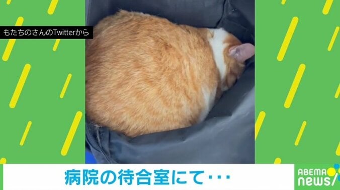 カバン奥で微動だにしない猫 まるで石のような一部始終に獣医もニッコリ 「大学行く直前の自分」など240万回再生 1枚目