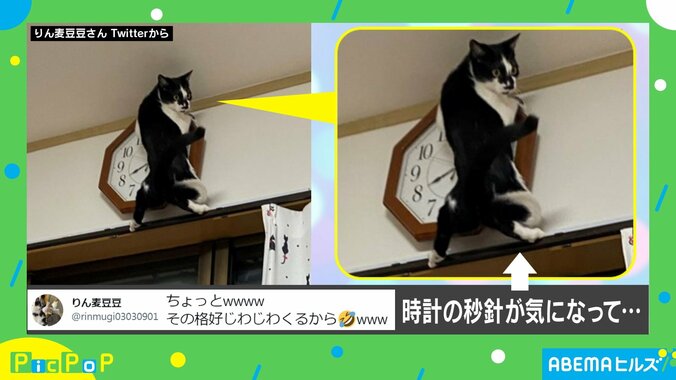 スパイダーにゃん！ 猫が壁掛け時計の秒針に夢中になった“衝撃的結末”に飼い主爆笑「その格好じわじわくる」 2枚目