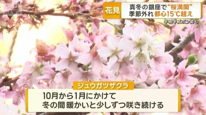 種類は「ジュウガツザクラ」