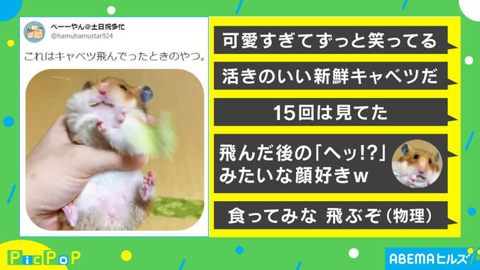 「食ってみな 飛ぶぞ」ハムスターの手元から好物が消えた動画が話題 2枚目