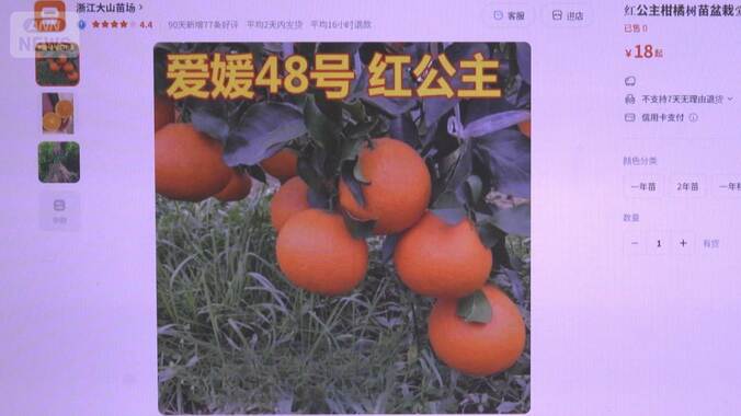 苗木流出か　高級果実「紅プリンセス」が中国通販サイトに　愛媛県が20年かけて開発 1枚目