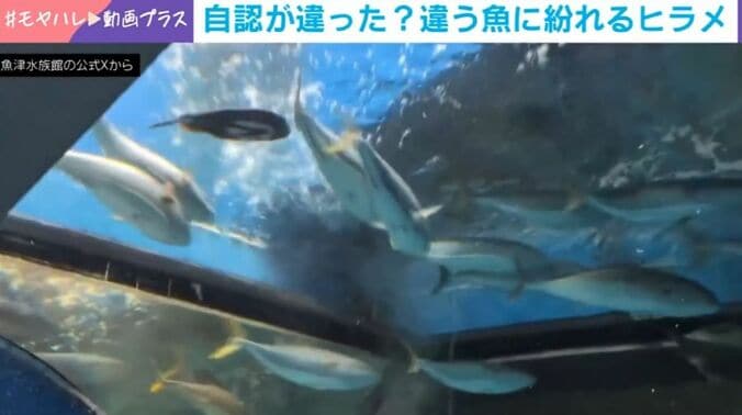 ヒラメとブリ