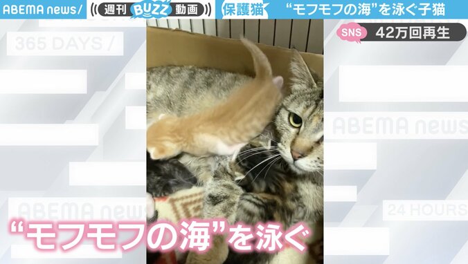 ママ猫の上を“泳ぐ”子猫が「冒険家ですねー！」と話題に “毛皮の荒波”をもふもふ越える姿が「可愛すぎます！！！」 1枚目