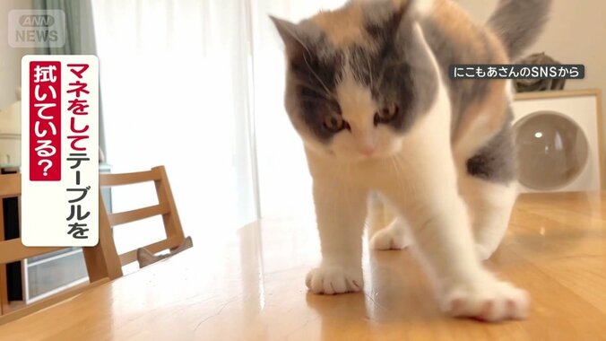 飼い主のマネをして拭いてる？