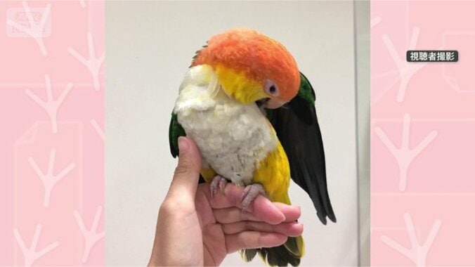 羽繕い気持ちいい