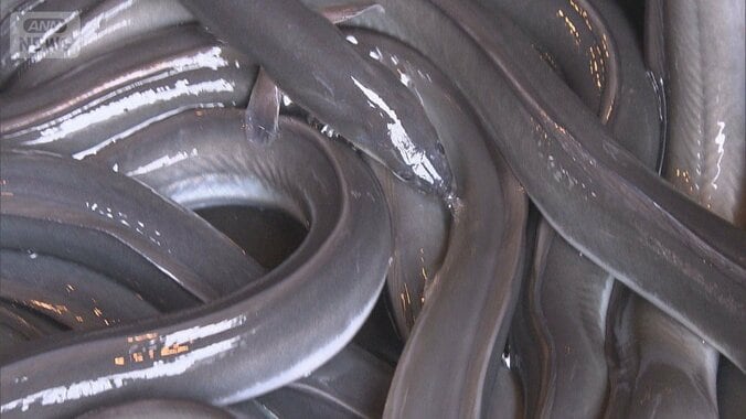 活きの良いウナギ