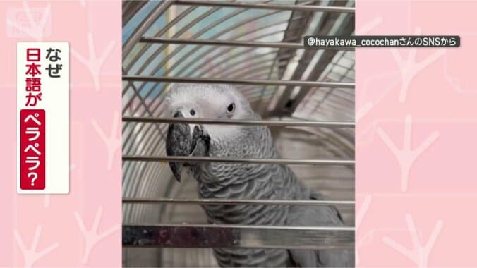 日本語ペラペラなのはどうして？