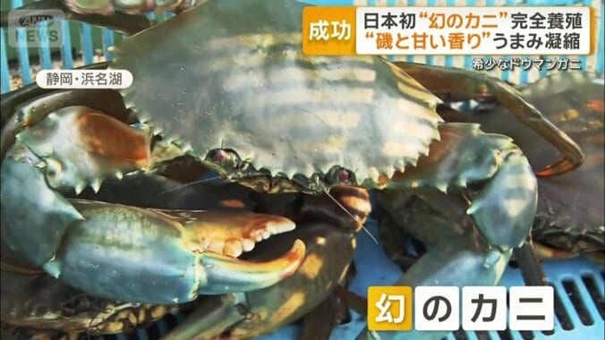 「幻のカニ」ドウマンガニ