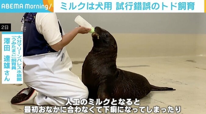 前例がないトドの人工哺育、試行錯誤の末ミルクは犬用のものに 水族館「守れる命は守る」 2枚目