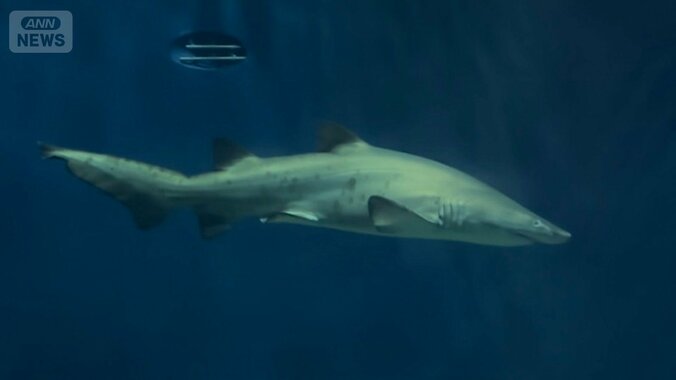 2025年に生まれたシロワニ「No.11」