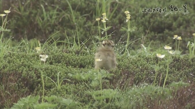 人を恐れない“神の鳥”をどう守り抜く？ ニホンライチョウ「復活作戦」が始動！ 11枚目