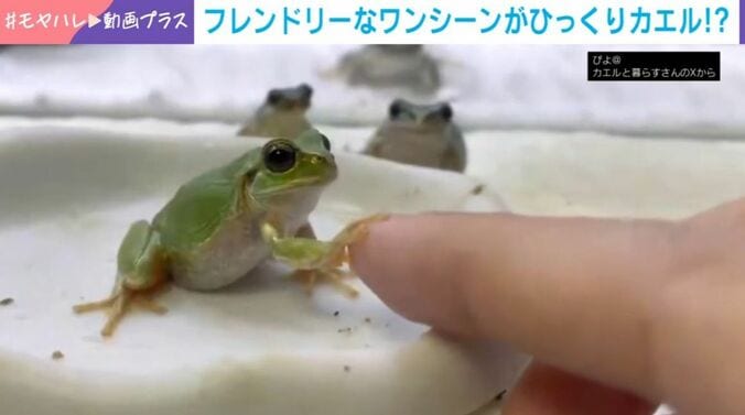 カエル
