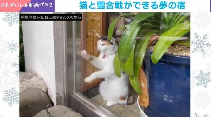 猫のきなこちゃん