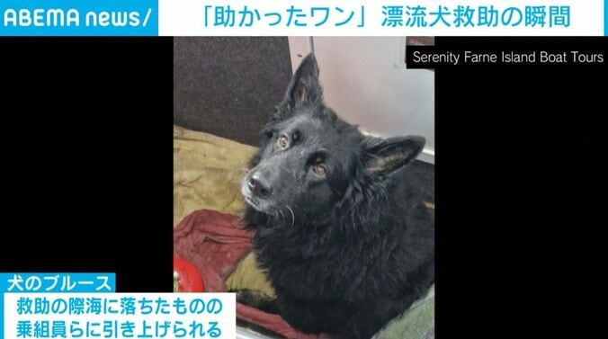 ブルース