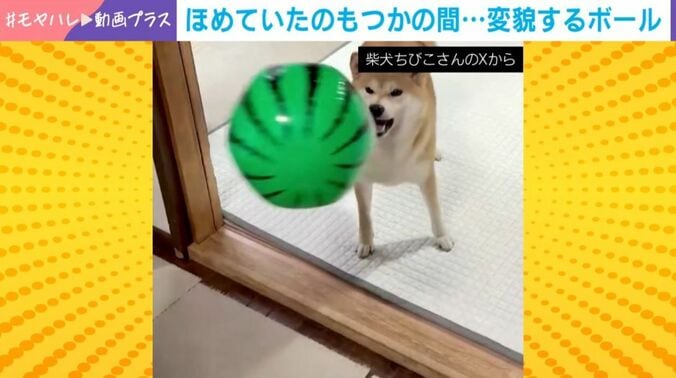 柴犬のちびこちゃん