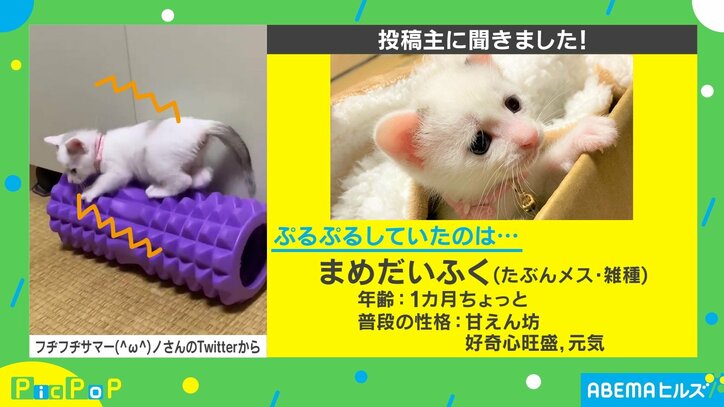 再生数300万超え！ 体幹鍛えてる…？ 筋膜ローラーの上でプルプルする子猫が可愛い
