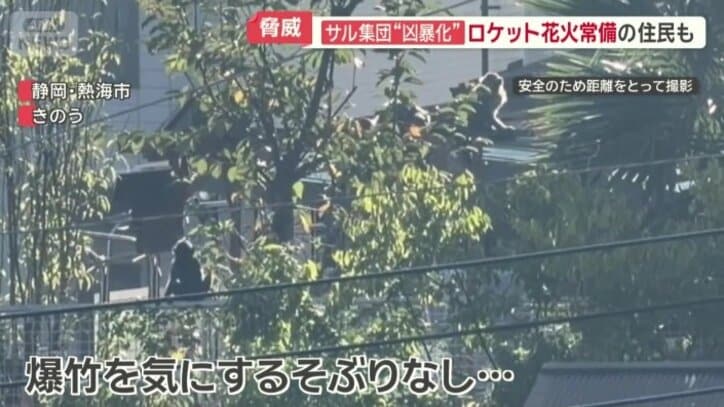 爆竹が鳴っても…