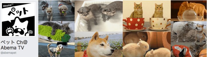 柴犬まる「まるくなってみたワン」可愛すぎて海外ファンからラブコールが止まらない