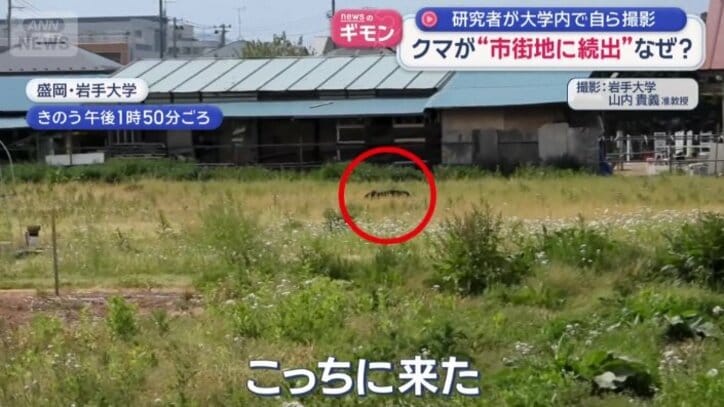クマ