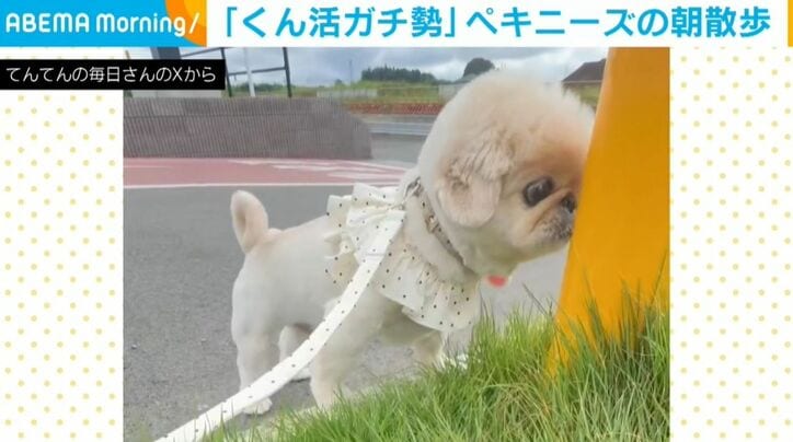ペキニーズのてんてんくん