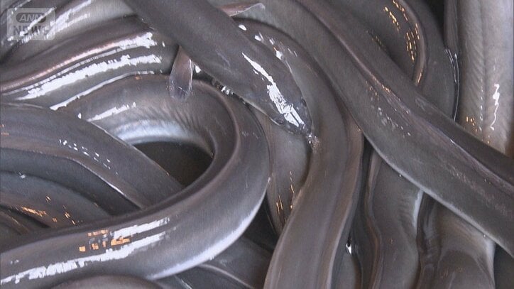 活きの良いウナギ