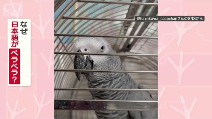 日本語ペラペラなのはどうして？