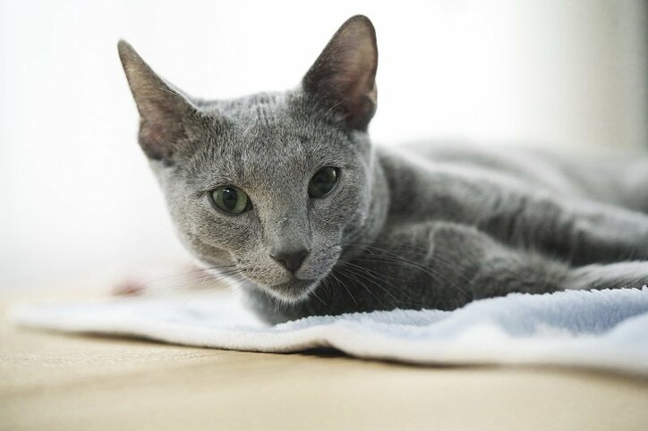 沢尻エリカが体当たりでこじらせアラサー女性を熱演!『猫は抱くもの』予告編映像が解禁