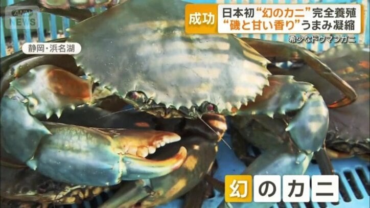 「幻のカニ」ドウマンガニ