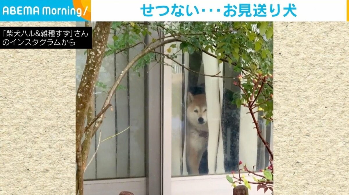 油絵　専用　窓からパパを見送る犬 油絵 専用 窓からパパを見送る犬（かわいさ満点！ペットと一緒の