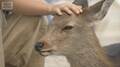 奈良公園近くで体の一部がない子ジカの死骸4体見つかる 人が危害加えた可能性