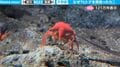 「こんな光景初めて」カニが背負っているのはまさかのヒトデ！水族館ツウもビックリした不思議な映像に反響