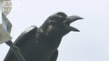 イエローカードでカラス撃退　まぶしい「特別な光」ひるむ　子育て中で攻撃的に