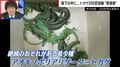 靴下の中に詰め込み→生きたトカゲ200匹を密輸未遂…メキシコ国籍の男を逮捕 「1匹10万円」で取引されるケースもある絶滅危惧種