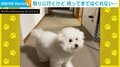 離してくれない… 遊び盛りな犬の“可愛らしい”わがまま行動に飼い主タジタジ