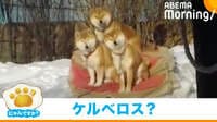 同じ表情で同じ角度、柴犬3匹が“ケルベロス”に