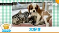 【映像】猫を溺愛する犬