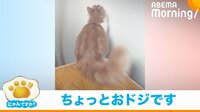 【映像】吸い込まれるように落ちていく猫